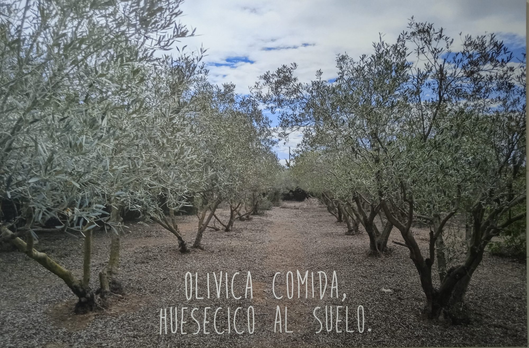 Campo de oliveras